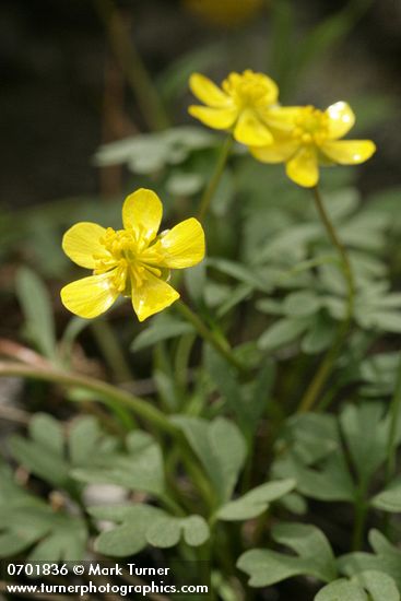 Sagebrush Buttercups