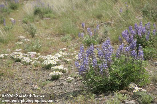 Bingen Lupines w/ Cushion Fleabane