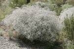 Baby's Breath
