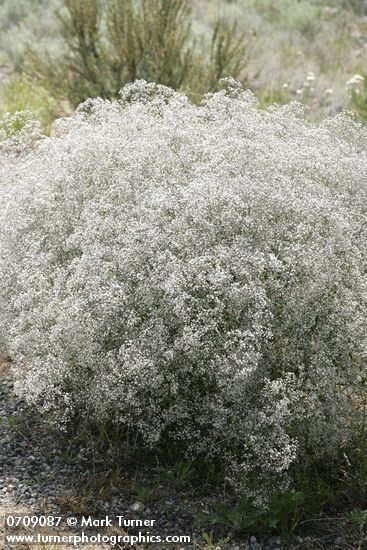 Baby's Breath