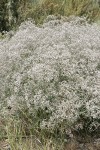 Baby's Breath