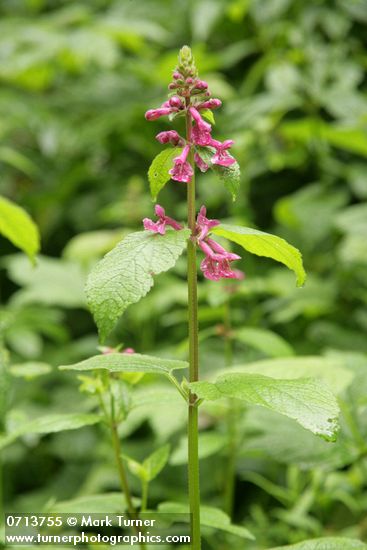 Cooley's Hedge Nettle