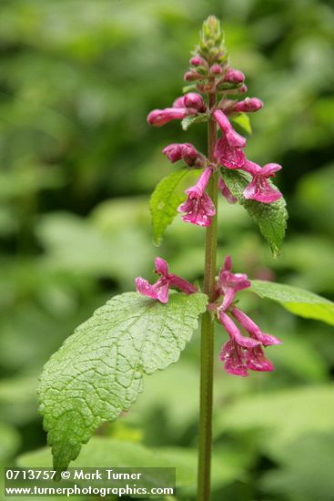 Cooley's Hedge Nettle