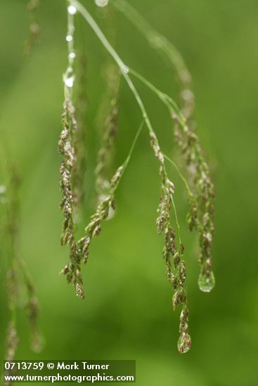 Raindrops on grass flowers, detail