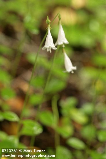 Twinflower blossoms