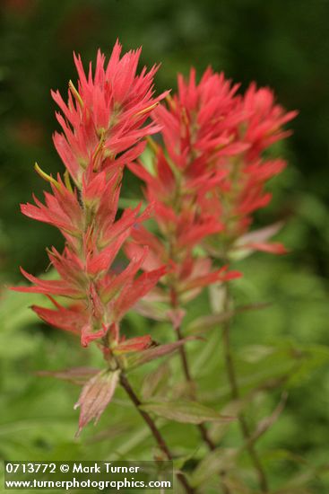 Giant Red Paintbrush bracts & blossoms