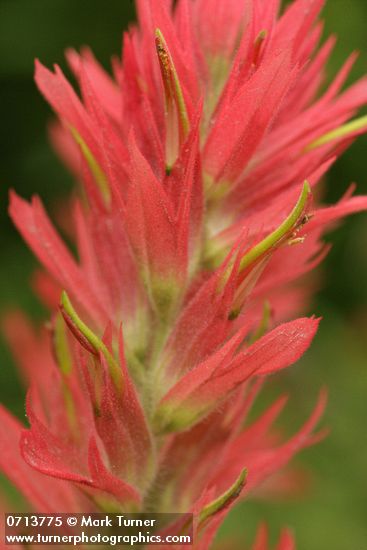 Giant Red Paintbrush bracts & blossoms detail