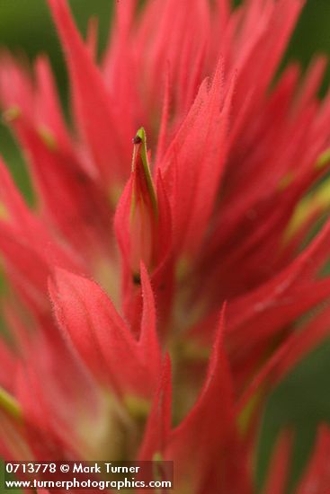 Giant Red Paintbrush bracts & blossoms extreme detail