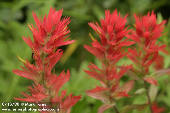 Giant Red Paintbrush
