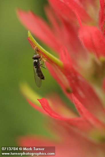 Pollinator on Giant Red Paintbrush, detail