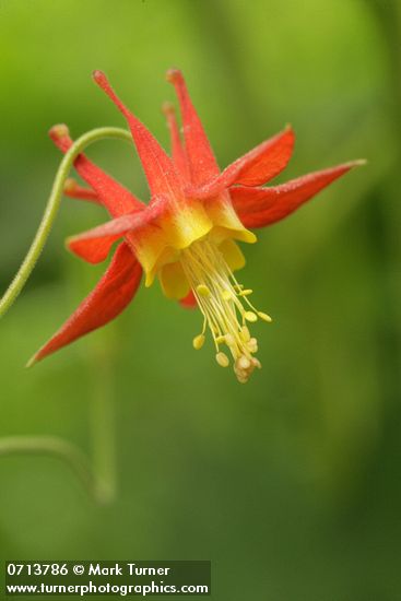 Red Columbine blossom