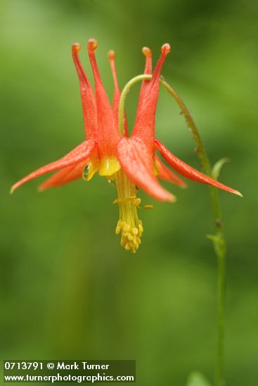 Red Columbine blossom