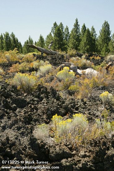 Gray Rabbitbrush on lava flow w/ Ponderosa Pines bkgnd