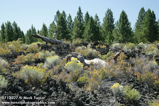 Gray Rabbitbrush on lava flow w/ Ponderosa Pines bkgnd