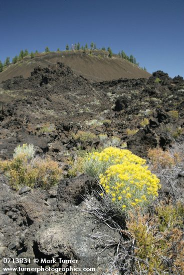 Gray Rabbitbrush on lava flow w/ Lava Butte bkgnd