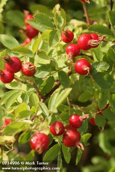 Pearhip Rose fruit & foliage