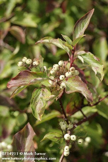 Red-osier Dogwood fruit & foliage