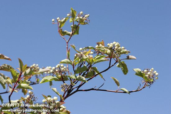 Red-osier Dogwood fruit & foliage against blue sky