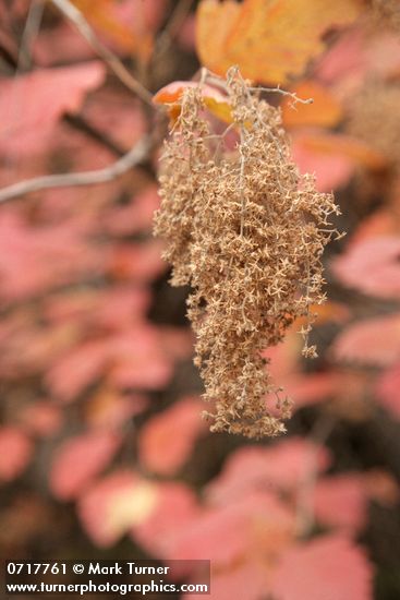 Ocean Spray seed heads w/ autumn foliage soft bkgnd