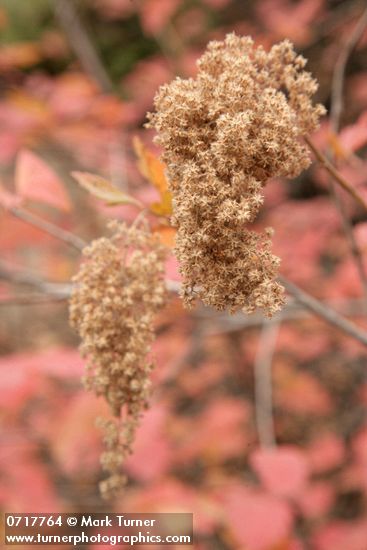 Ocean Spray seed heads w/ autumn foliage soft bkgnd