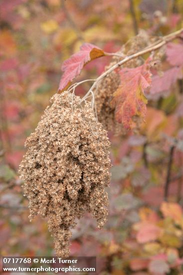Ocean Spray seed heads w/ autumn foliage soft bkgnd