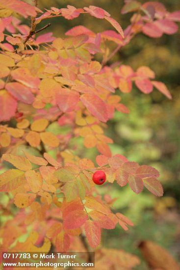 Baldhip Rose fruit & foliage, autumn