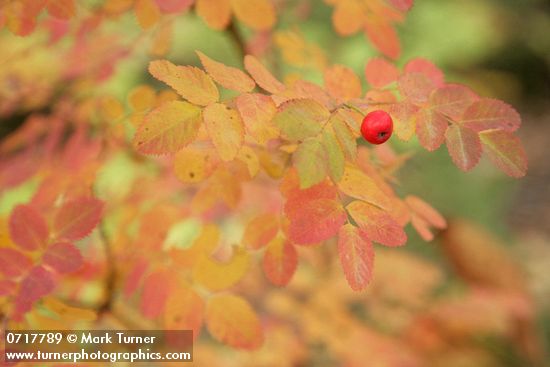 Baldhip Rose fruit & foliage, autumn