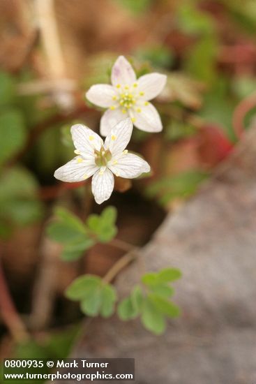 Siskiyou False Rue-Anemone