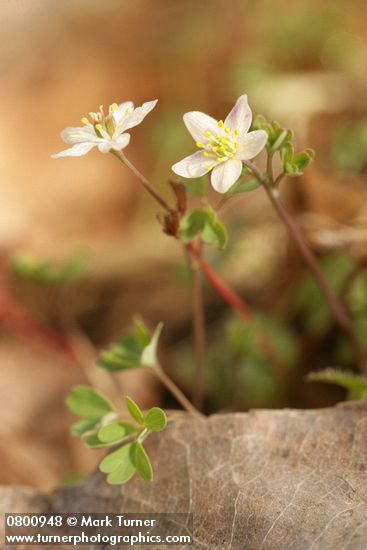 Siskiyou False Rue-Anemone
