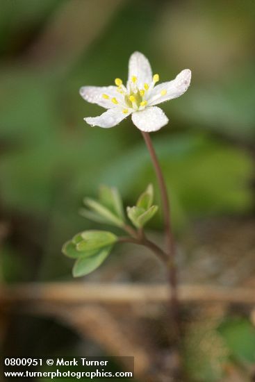 Siskiyou False Rue-Anemone