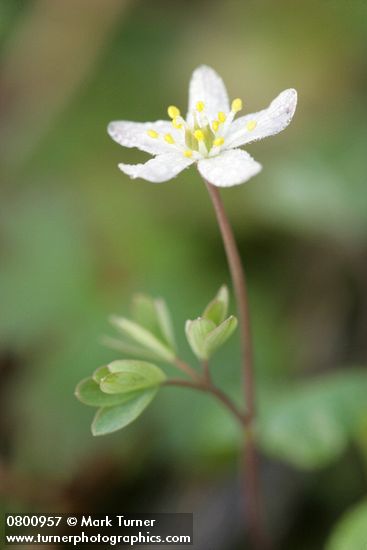 Siskiyou False Rue-Anemone