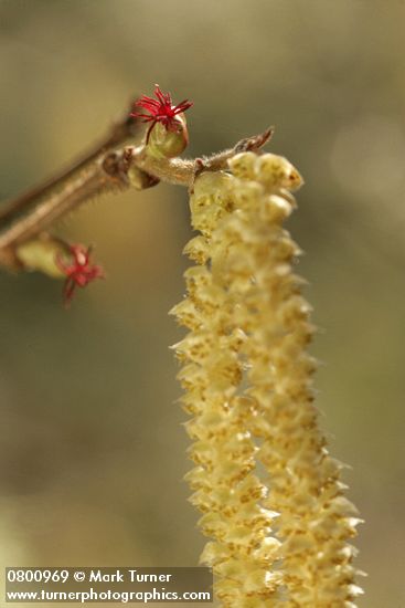 Common Hazelnut male & female blossoms detail, backlit