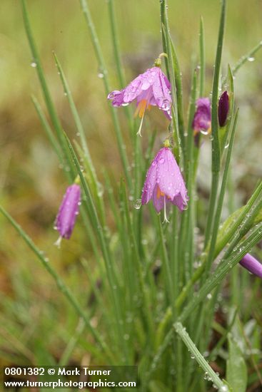 Grass Widow blossoms & foliage w/ raindrops