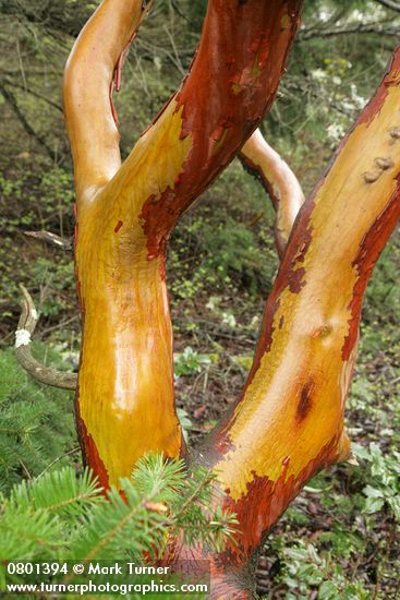 Pacific Madrone wet trunk & peeling bark detail