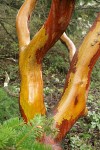 Pacific Madrone wet trunk & peeling bark detail