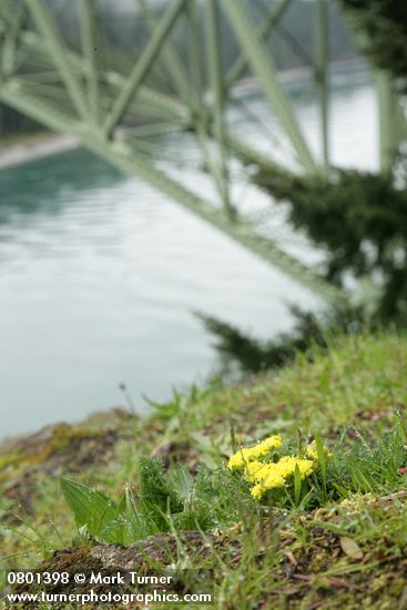 Spring Gold (fFne-leaf Desert Parsley) on grassy slope w/ Deception Pass & bridge soft bkgnd