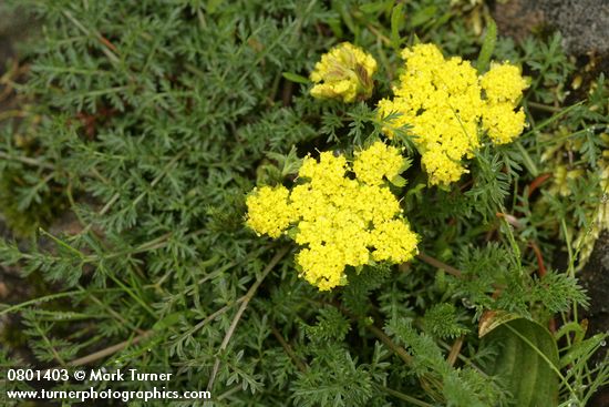Spring Gold (fFne-leaf Desert Parsley)