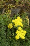 Spring Gold (fFne-leaf Desert Parsley)