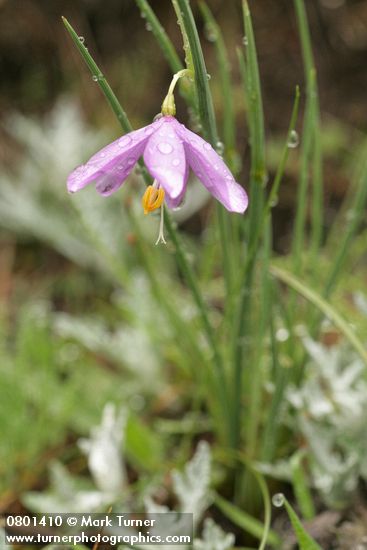 Grass Widow blossom & foliage w/ raindrops