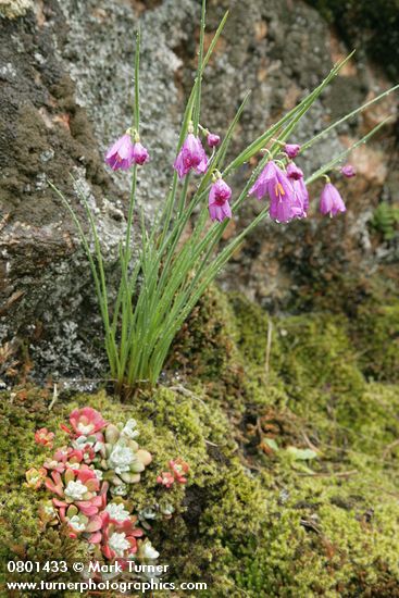 Grass Widows against lichen-covered rock w/ Pacific Sedum among mosses