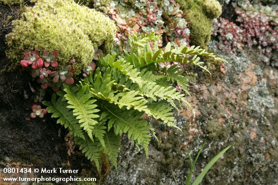 Licorice Ferns & Pacific Sedum among mosses on lichen-covered rock