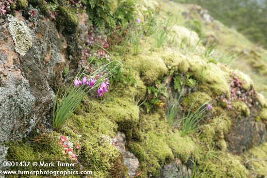 Grass Widows against lichen-covered rock w/ Pacific Sedum among mosses