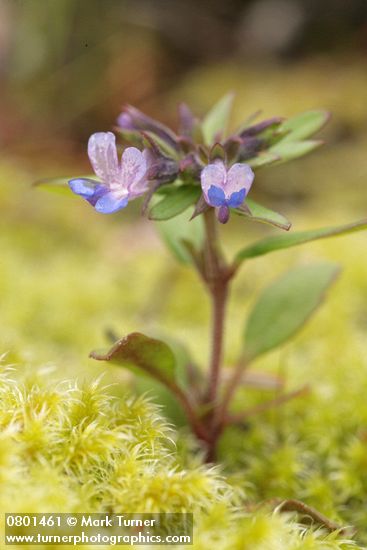 Small-flowered Blue-eyed Mary among moss