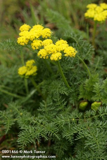 Spring Gold (fFne-leaf Desert Parsley)