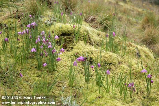Grass Widows among mosses