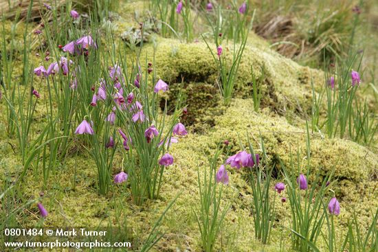 Grass Widows among mosses