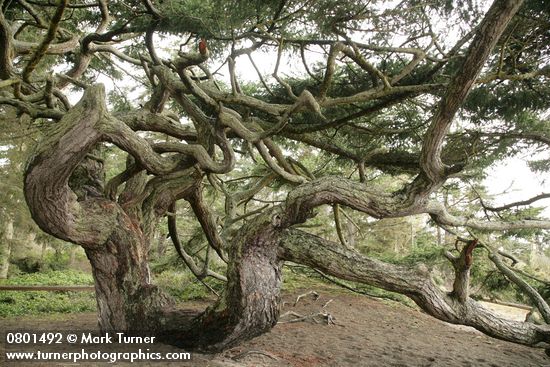 Contorted Douglas-fir at forest edge by beach