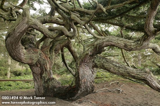 Contorted Douglas-fir at forest edge by beach