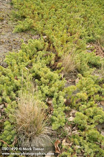 Seaside Juniper sprawling across sand