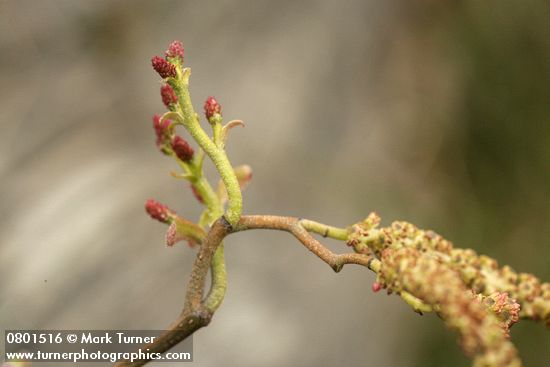 Red Alder male & female blossoms